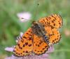 Melitaea didyma